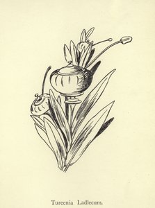 Turenia Ladlecum by Edward Lear